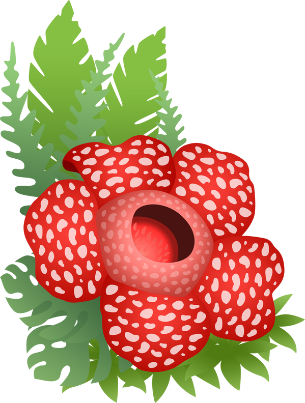 Rafflesia arnoldii